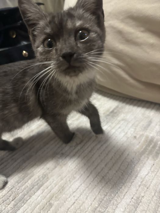 котенок ищет семью
