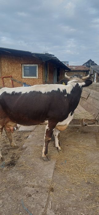 Vand vaca tânara  gestanta cu lapte