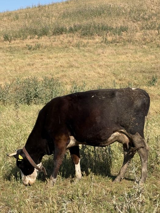 Vând vacă,mesaj in privat pentru mai multe detalii