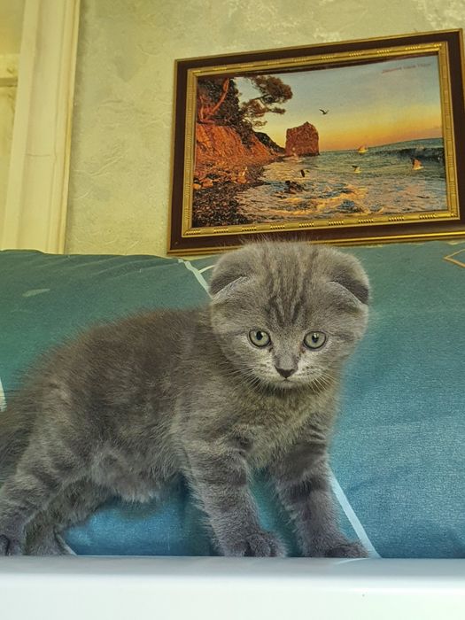 Скотиш фолд; девочка