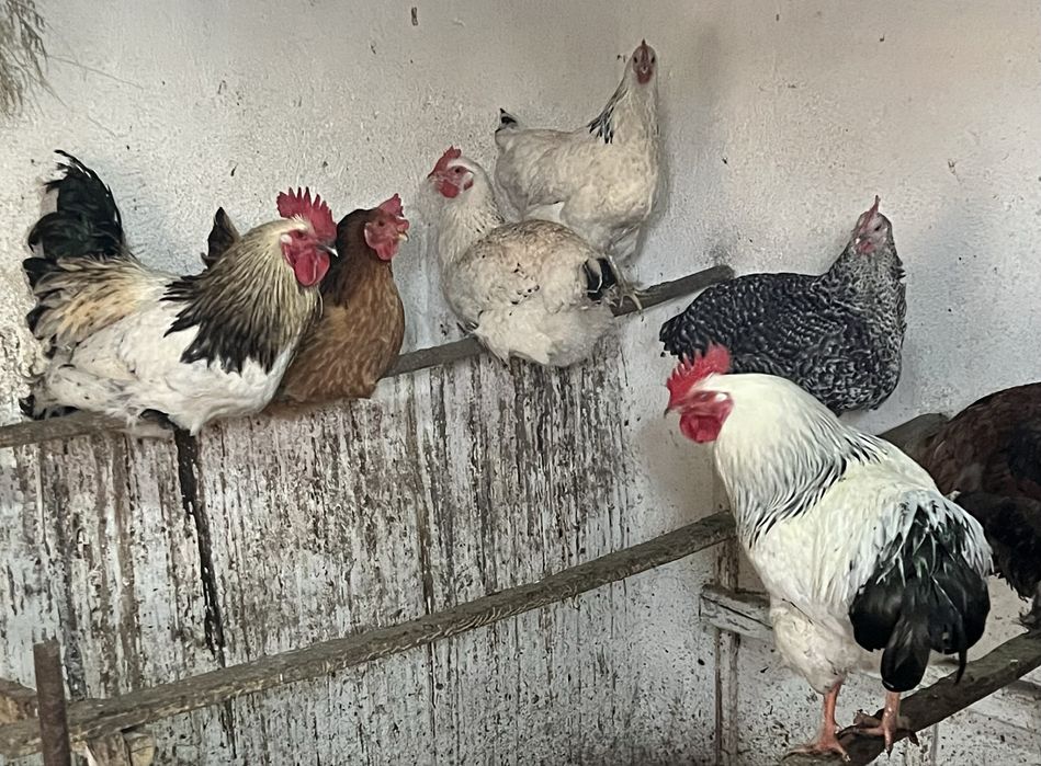 Молодой петушок полу Брама 2025 года