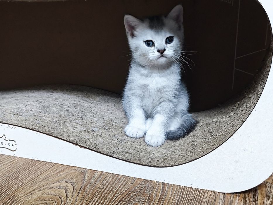 Продается котята шотланские скотиш страйд шиншила