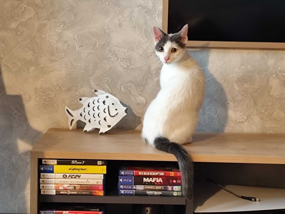 Били търси осиновител!