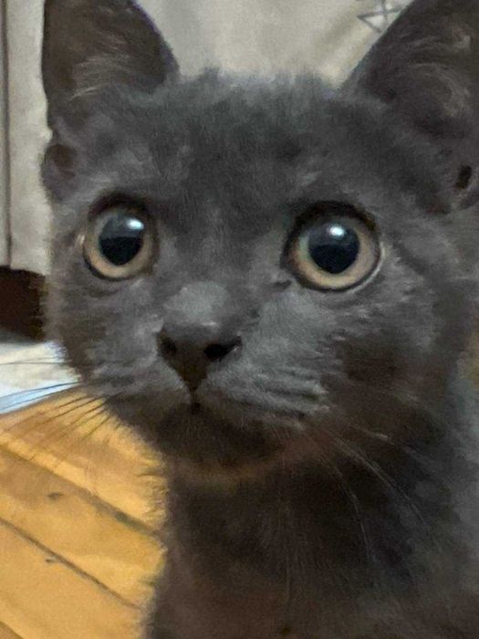 Котёнок породы Корат