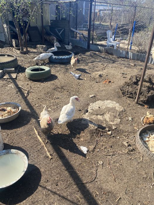 Продам домашних молодых индоуток