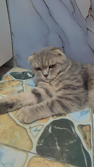 Scottish fold yoqimtoy mushuk vyaskaga