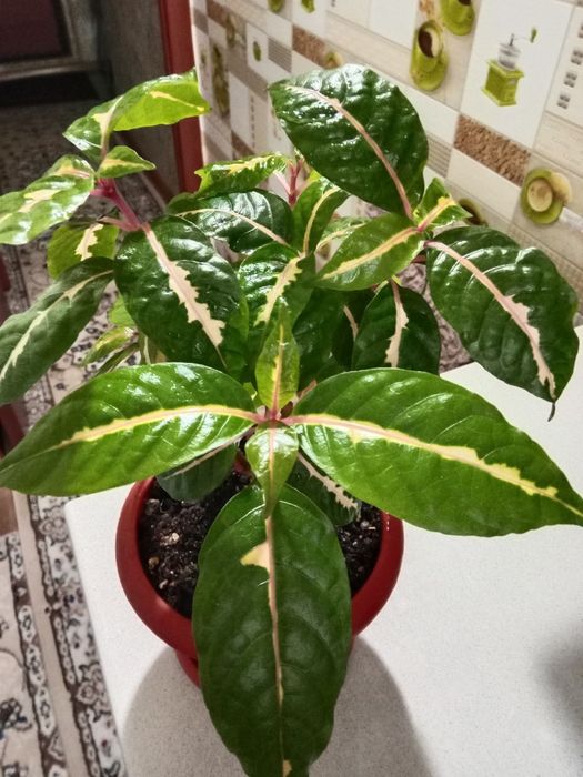 Граптофиллум расписной