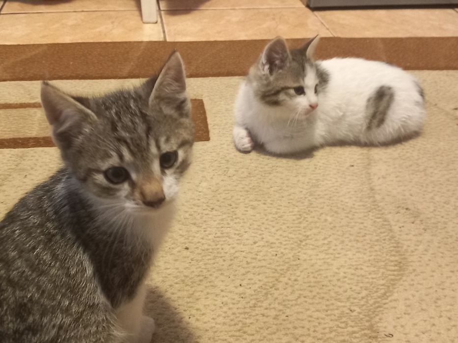 Adopție pisici (gratis)
