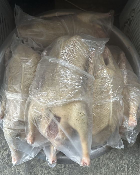 Продам Гусей мясо домашние