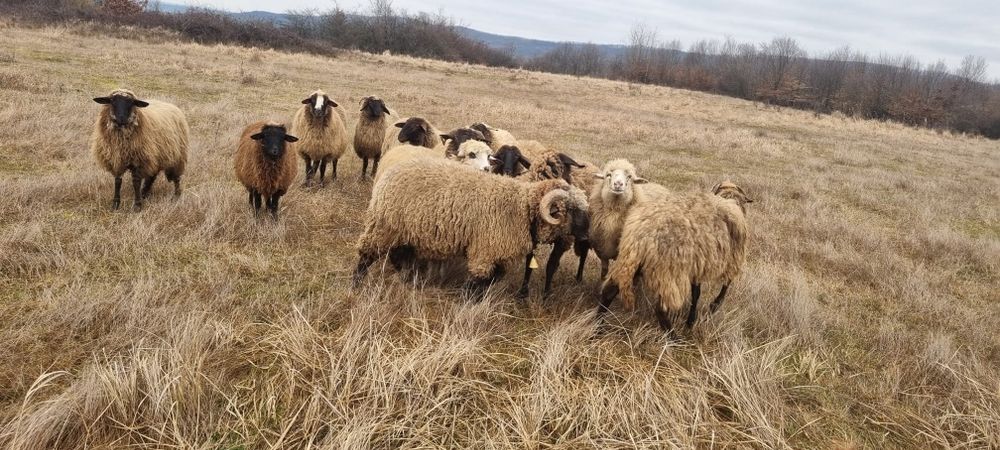 Oi de vanzare gestante