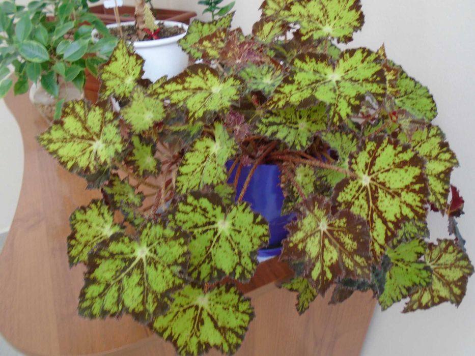 Sony Cyber-shot DSC-W800 20.1МРх