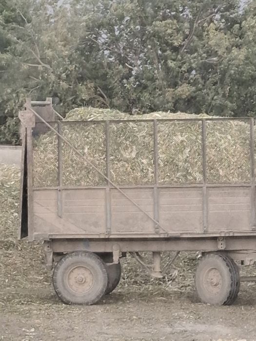 Силос       корма