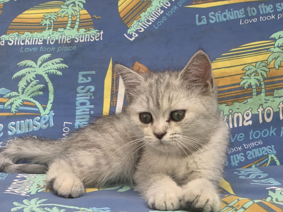 Кошка Британская серебрянная Шиншилла