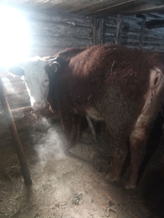 тайша сатылады 3 жыодык