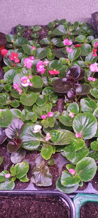 Рассада однолетних и многолетних цветов