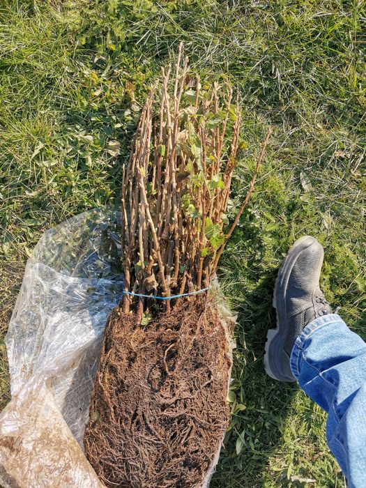 Plantator pomi si arbusti