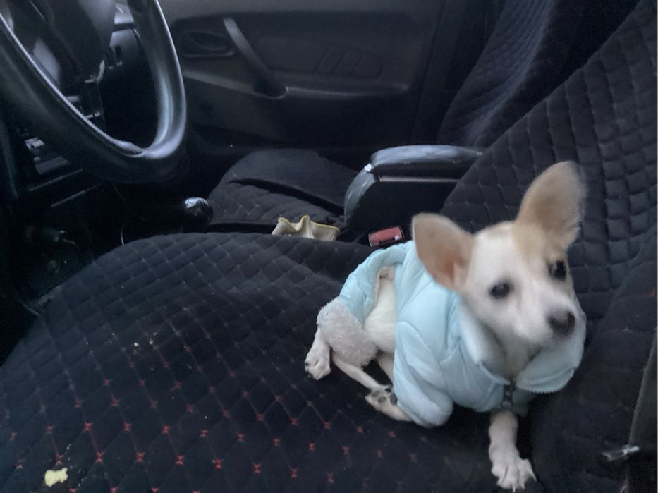 Собака маленькая