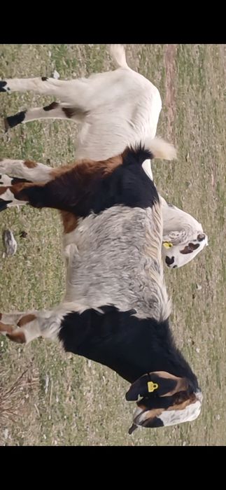 Коза битал пародалы буаз ешкілер сатылады