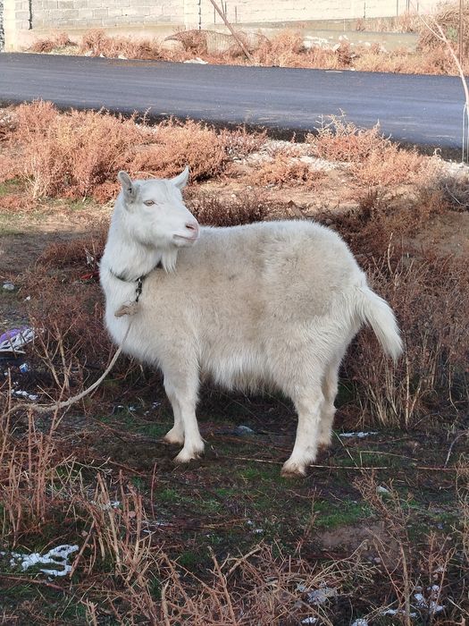 Ешкілер сатылады