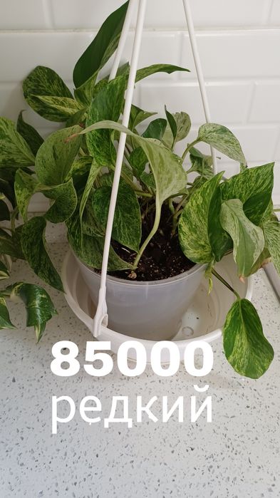 Сциндапсусы в горшках