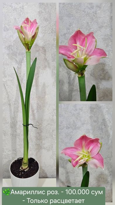 Красивые Орхидеи