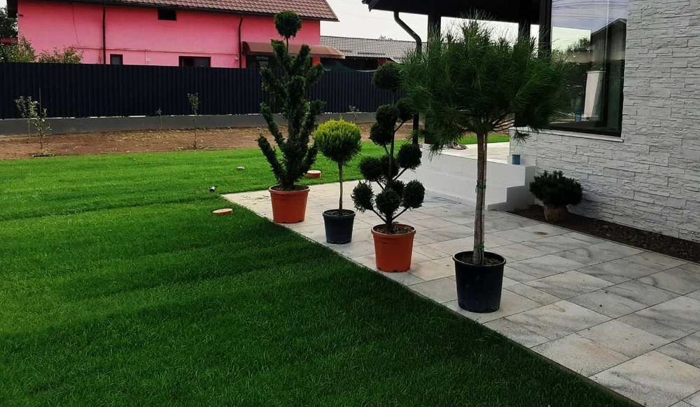 Gazon Verde Premium pentru Orice Curte