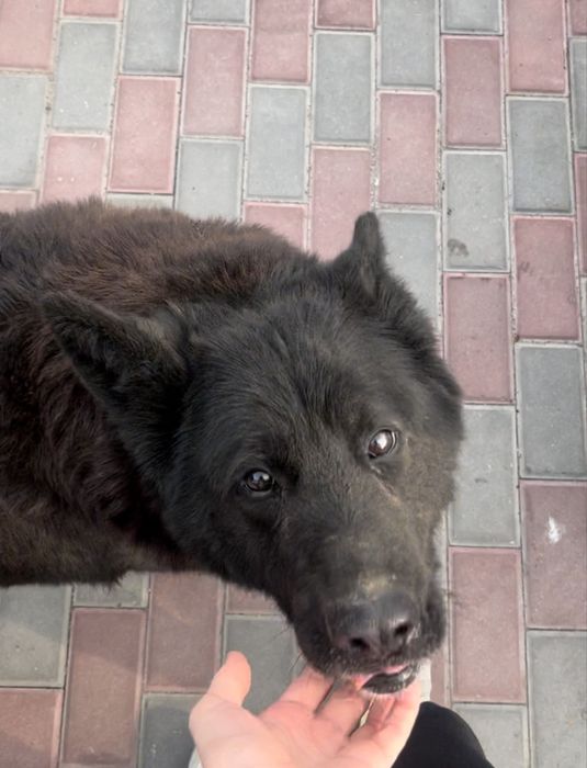 Потерялась собака район первомайки