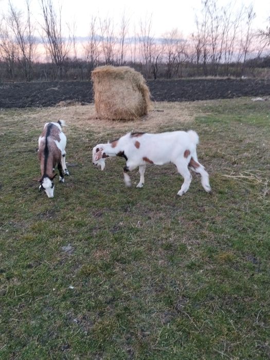 Vând ied tanar 2025