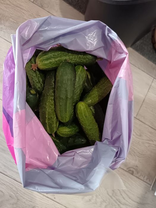 Огурцы дачные на засолку