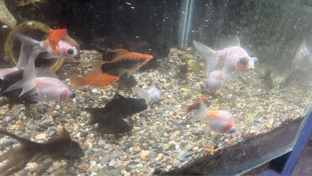 Телескоп белыйе