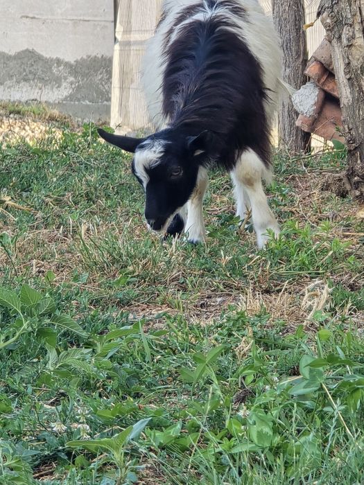 Vand 2 iezii de capră.