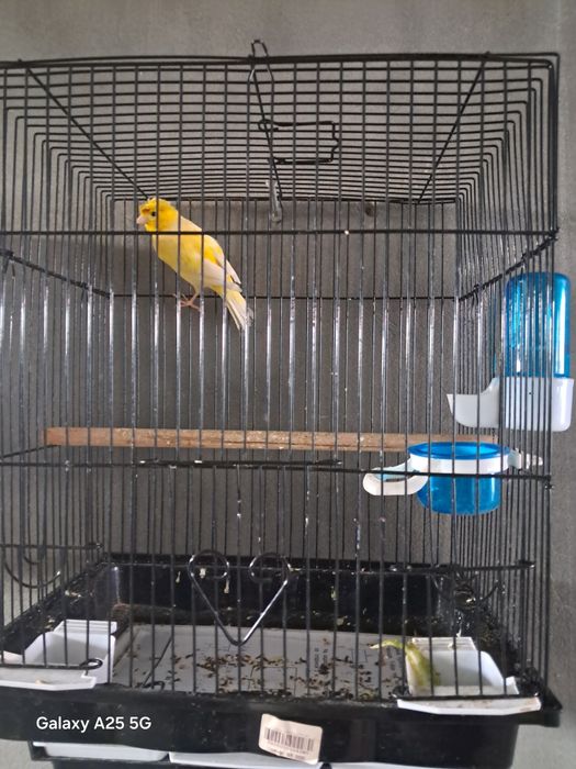 Kanareyka  idishi bilan