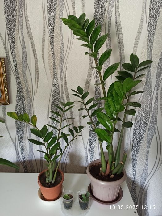 Продам Юкку, Аглаонему, Замиокулькас, Колеус