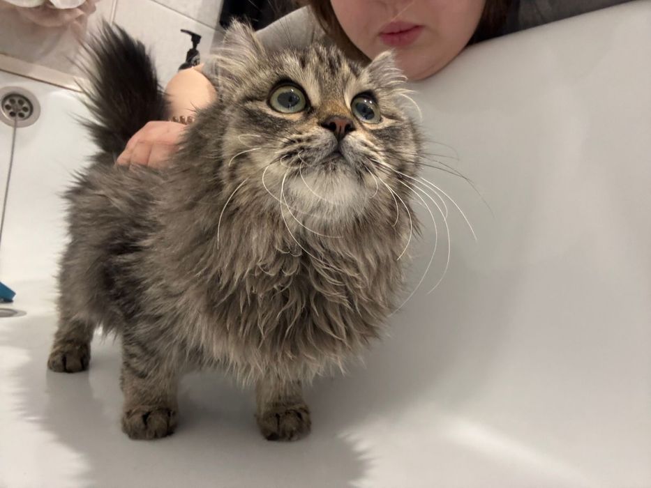 Котенок мальчик ещет дом