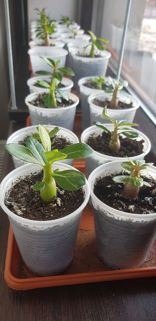 Adenium - Trandafirul Deșertului