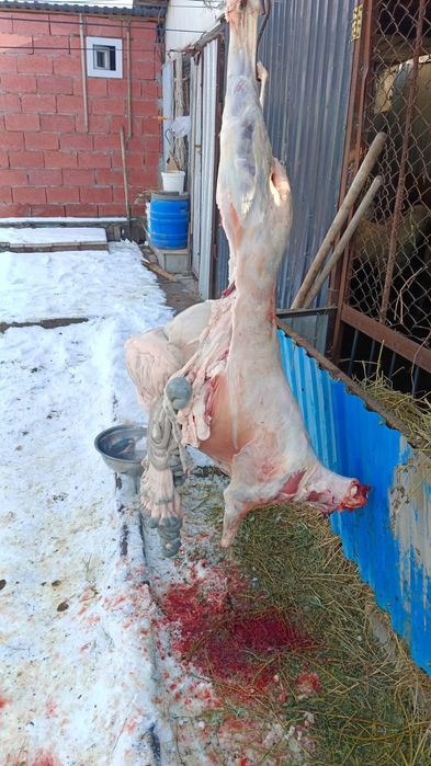 Қой сатылады. Семіз, байланған.