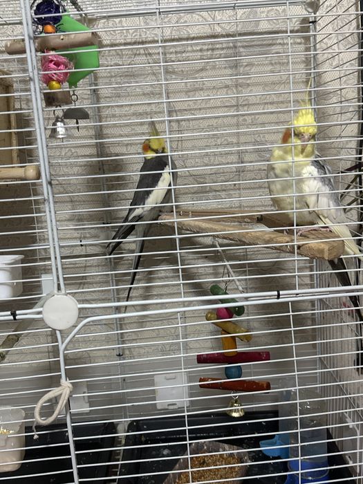 Корелла сатылады