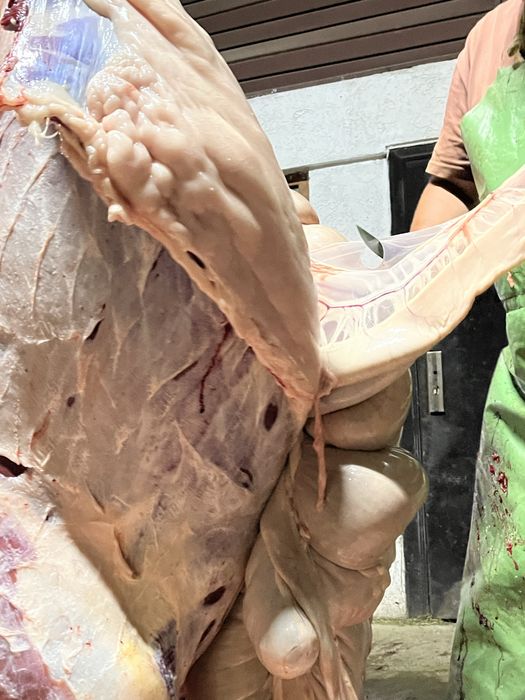 Соғым жылқы еті, конина