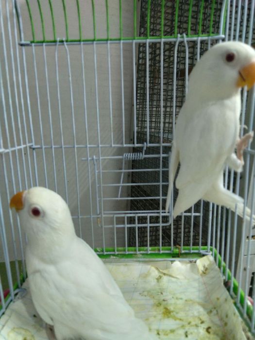 toti qushlar sotiladi