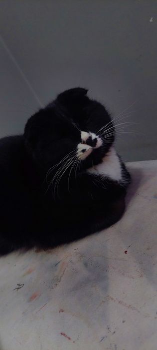 Skotish mushugi  Skotish mushugi 6 oy lek latokka oʻrgangan Tel 90-311