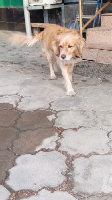 Пропала собака Спаниель Турксибский район