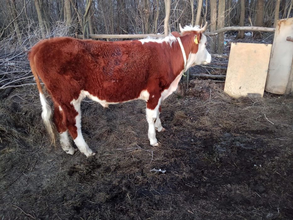 Баспақ сатылады...