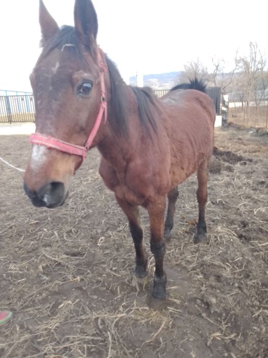 Vând o iapă de abator