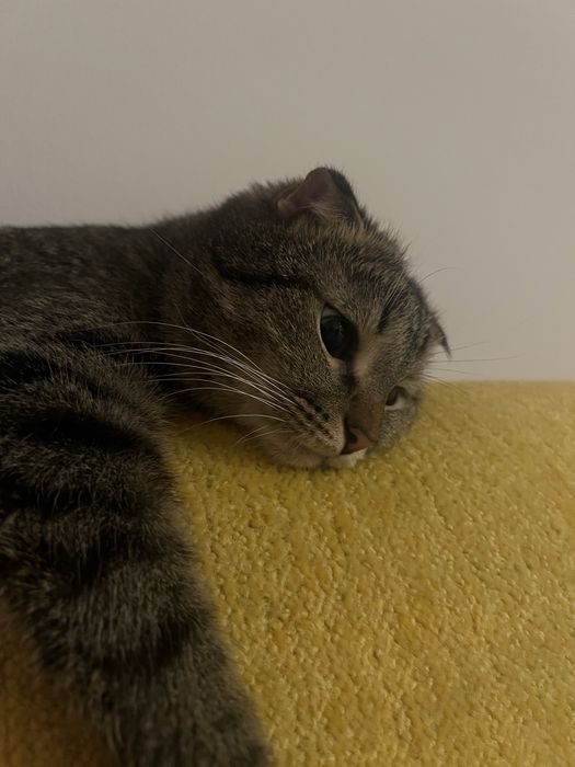 Вислоухий кот, 2 года