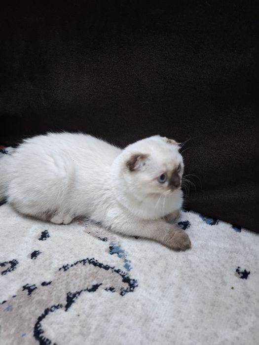 Продаётся котенок