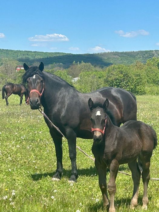 Vând doua iepe cuminți