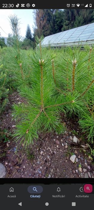 Vănd puieți tratați cu prindere sută la sută salcâm mestecă fag Brad m