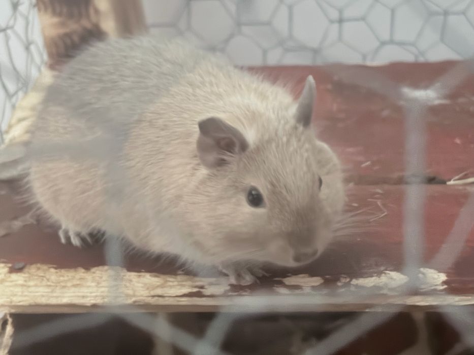 Vand veverite degu
