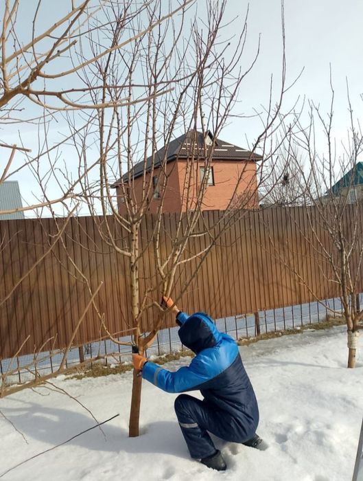 Обрезка деревьев электроинструментами