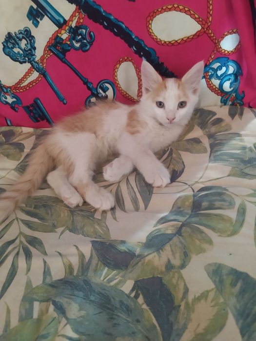 Отдам котят в хорошие руки